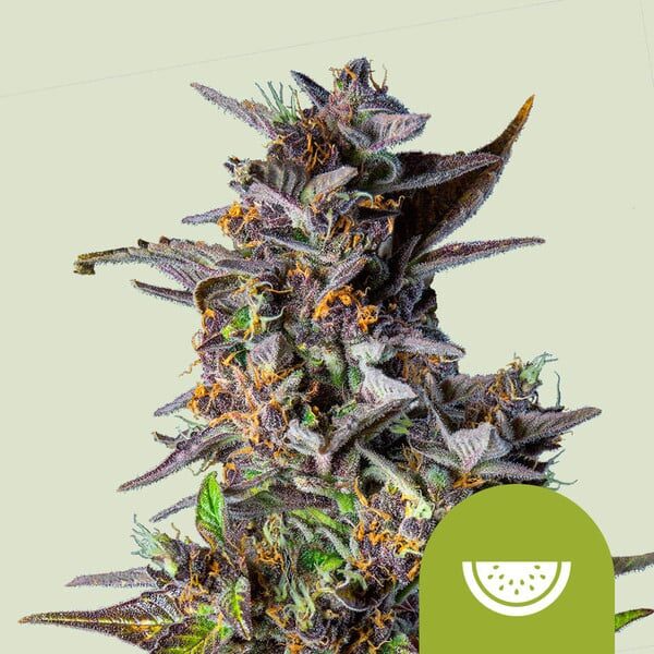 Watermelon Auto de Royal Queen Seeds