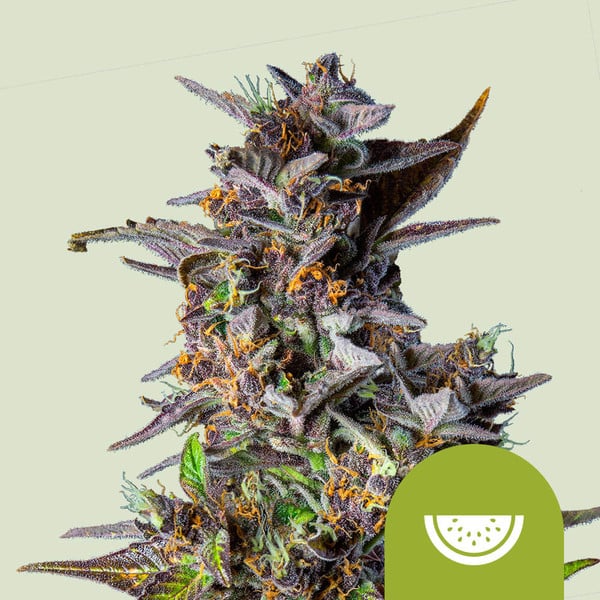 Watermelon Auto de Royal Queen Seeds
