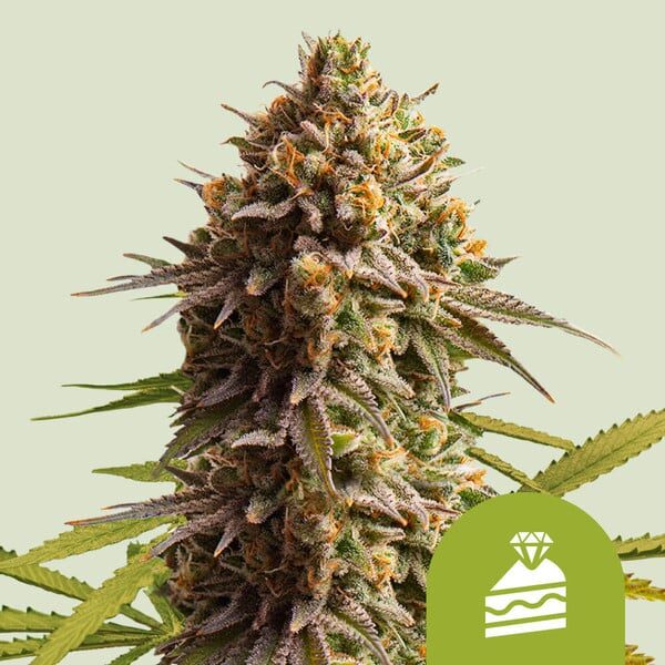 Wedding Cake Auto de Royal Queen Seeds