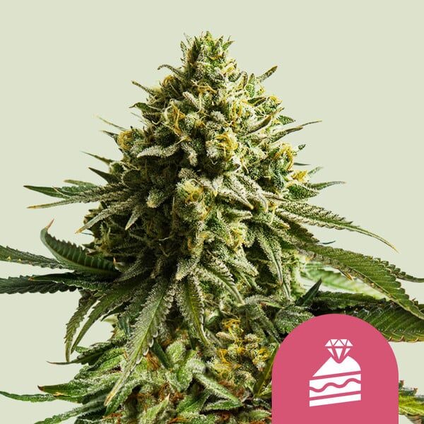 Wedding Cake feminizada de Royal Queen Seeds