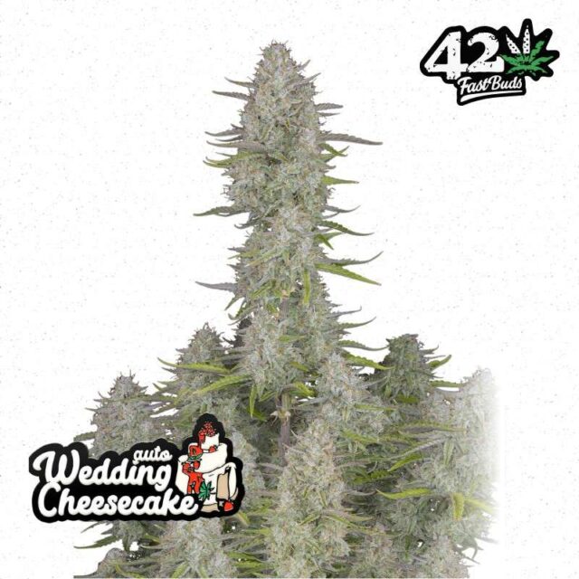 Wedding Cheesecake Auto de FastBuds