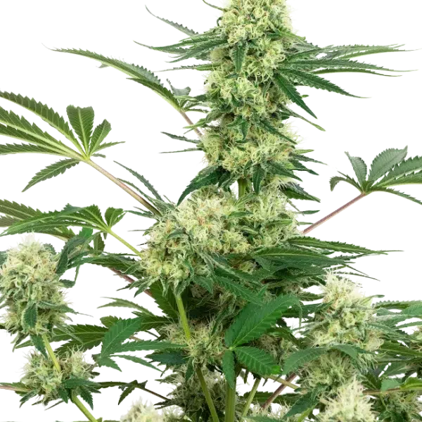 Wedding Cheesecake feminizada de White Label Seeds