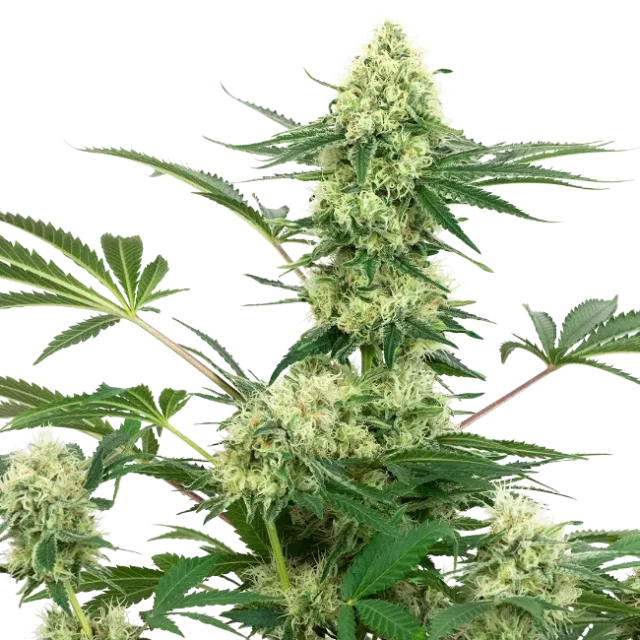 Wedding Cheesecake feminizada de White Label Seeds