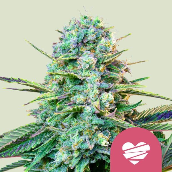 Wedding Crasher feminizada de Royal Queen Seeds