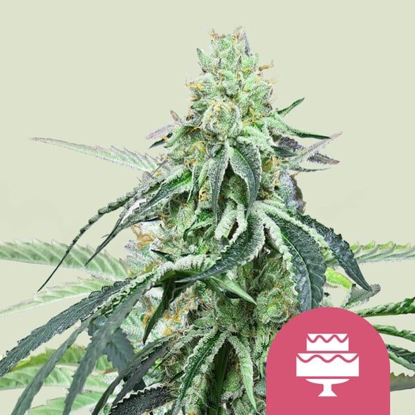 Wedding Gelato feminizada de Royal Queen Seeds