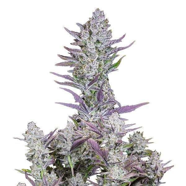 Wedding Glue Auto de FastBuds