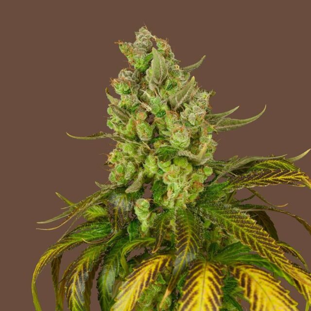 Wedding Purple Punch feminizada de Kilo Genetics