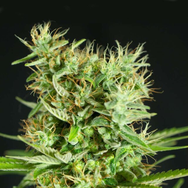 Wedding Cheesecake Auto de XXL Seeds