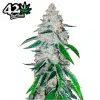 West Coast OG Auto de FastBuds