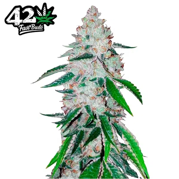 West Coast OG Auto de FastBuds