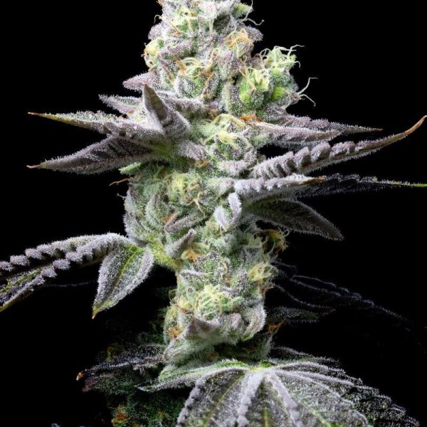Wet Wet feminizada de Cookies Seed Bank