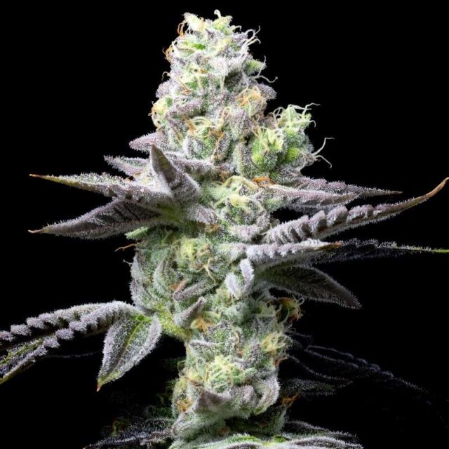 Wet Wet feminizada de Cookies Seed Bank