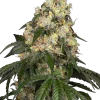 White Biscotti OG XXL feminizada de White Label Seeds