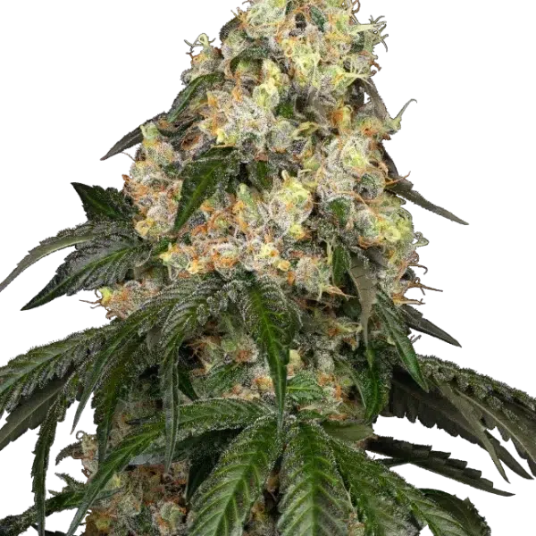 White Biscotti OG XXL feminizada de White Label Seeds