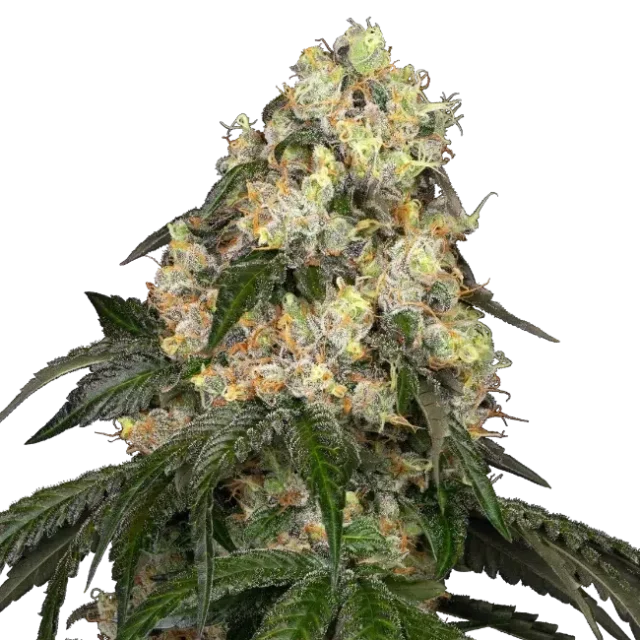 White Biscotti OG XXL feminizada de White Label Seeds