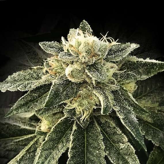 White Chocolope feminizada de DNA Genetics
