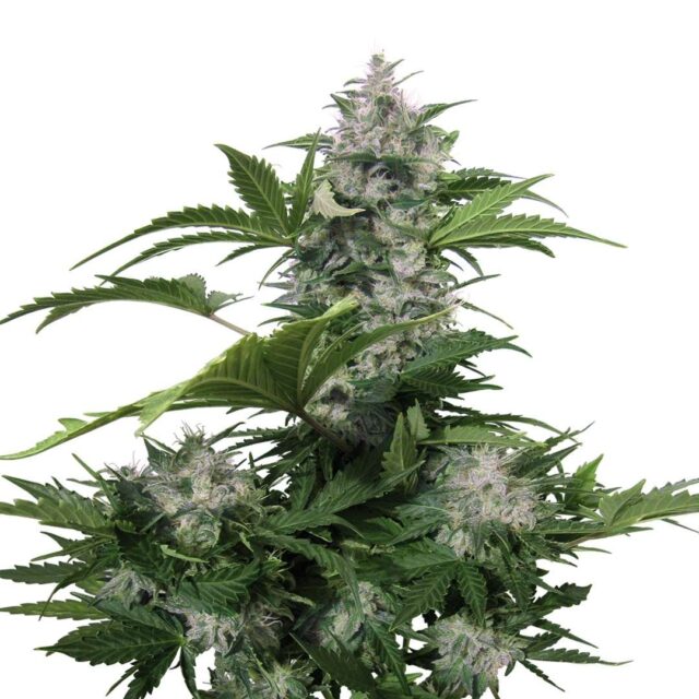 White Dwarf Auto de Buddha Seeds