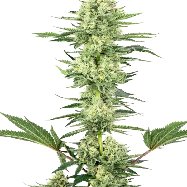 White Gorilla Haze feminizada de White Label Seeds