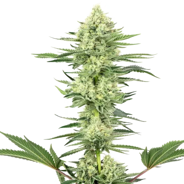 White Gorilla Haze feminizada de White Label Seeds