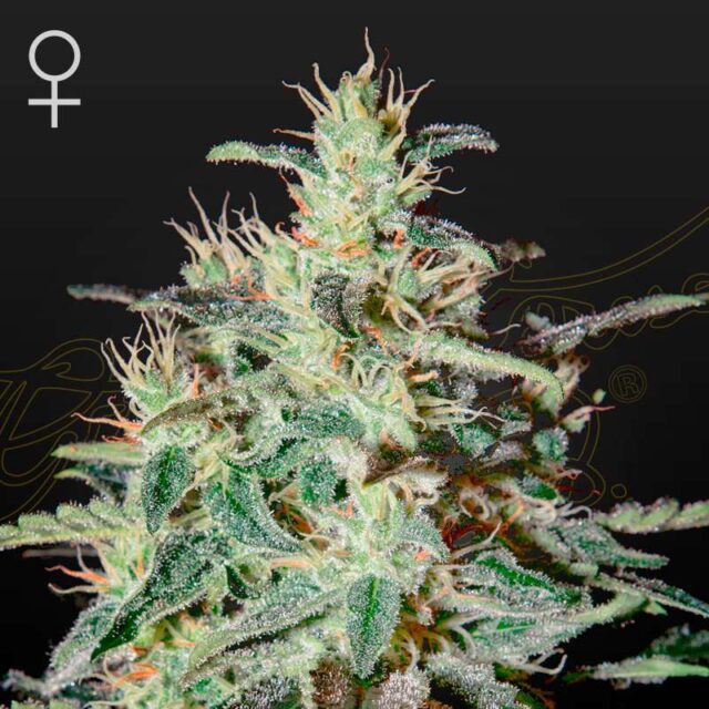 White Lemon feminizada de Green House Seeds