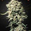 White Rhino feminizada de Green House Seeds