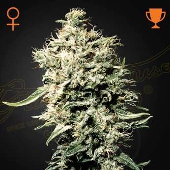 White Rhino feminizada de Green House Seeds