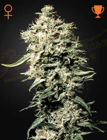 White Rhino feminizada de Green House Seeds