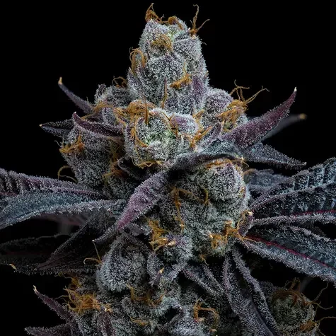 White Runtz Feminizada de Barney's Farm