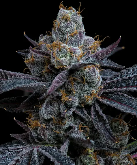 White Runtz Feminizada de Barney's Farm