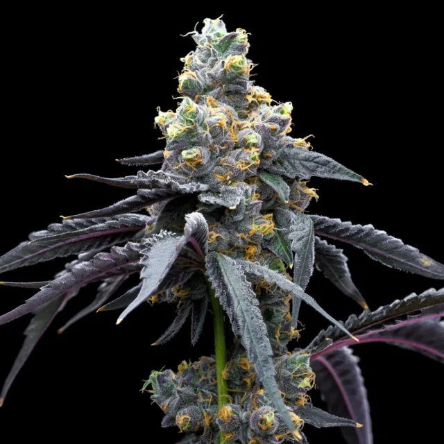 White Runtz x Hollywood feminizada de Cookies Seed Bank