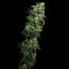 White Serpent feminizada de Elev8 Seeds