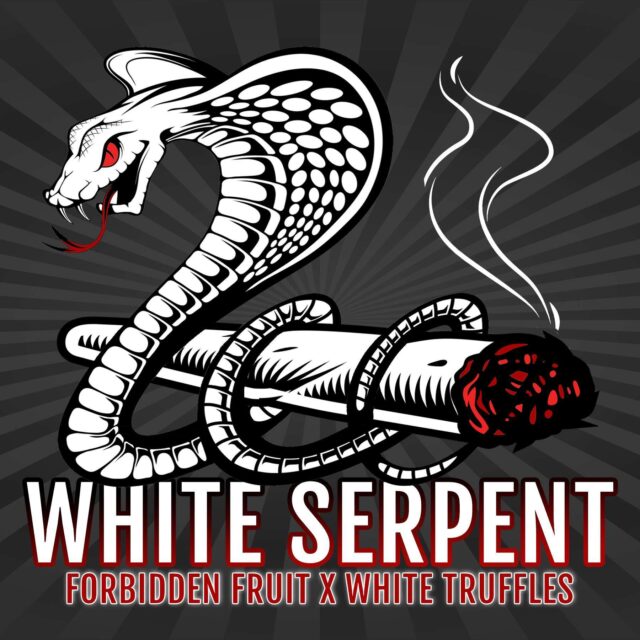 White Serpent feminizada de Elev8 Seeds