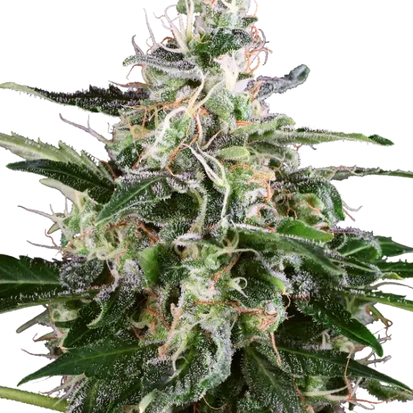 White Skunk Auto de White Label Seeds