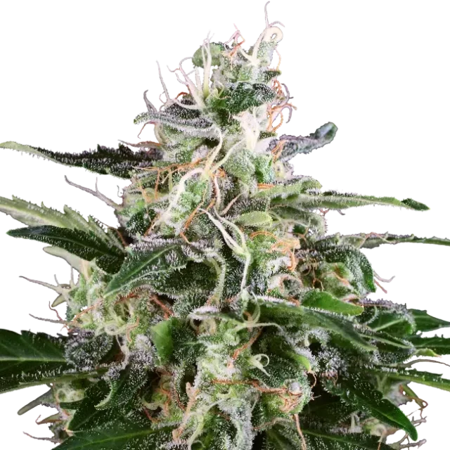 White Skunk Auto de White Label Seeds