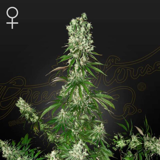 White Strawberry Skunk feminizada de Green House Seeds