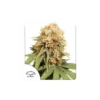 White Widow feminizada de Dutch Passion