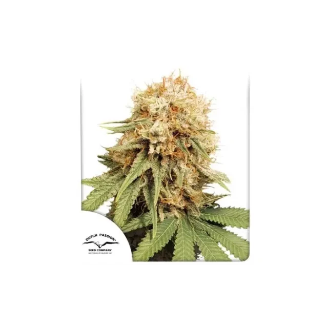 White Widow feminizada de Dutch Passion