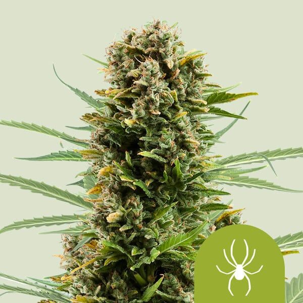 White Widow Auto de Royal Queen Seeds