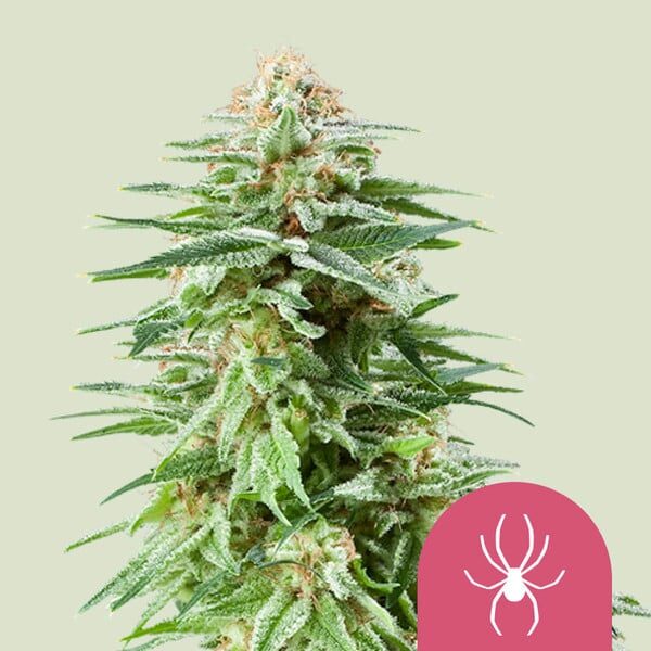 White Widow feminizada de Royal Queen Seeds