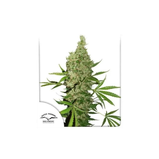 White Widow x The Ultimate Regular de Dutch Passion
