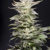 XTC OG feminizada de Elev8 Seeds