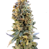 XTC OG feminizada de Elev8 Seeds