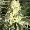 XTC OG feminizada de Elev8 Seeds