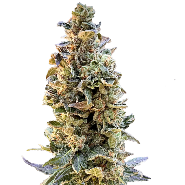 XTC OG feminizada de Elev8 Seeds