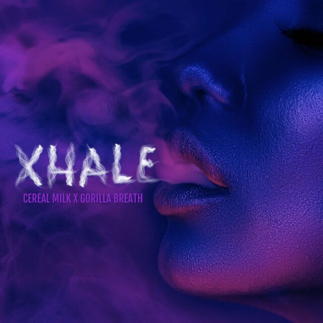 Xhale feminizada de Elev8 Seeds
