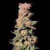 Xhale feminizada de Elev8 Seeds