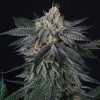 ZAI ZAI feminizada de Perfect Tree