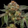 Zakes feminizada de Ripper Seeds