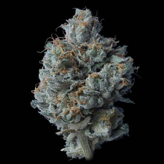 Zallah Bread feminizada de DNA Genetics