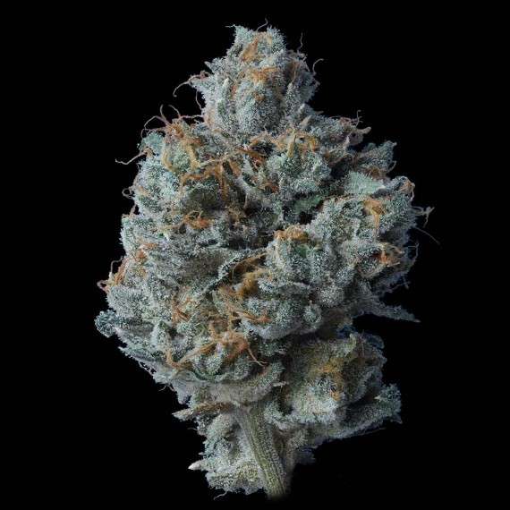 Zallah Bread feminizada de DNA Genetics